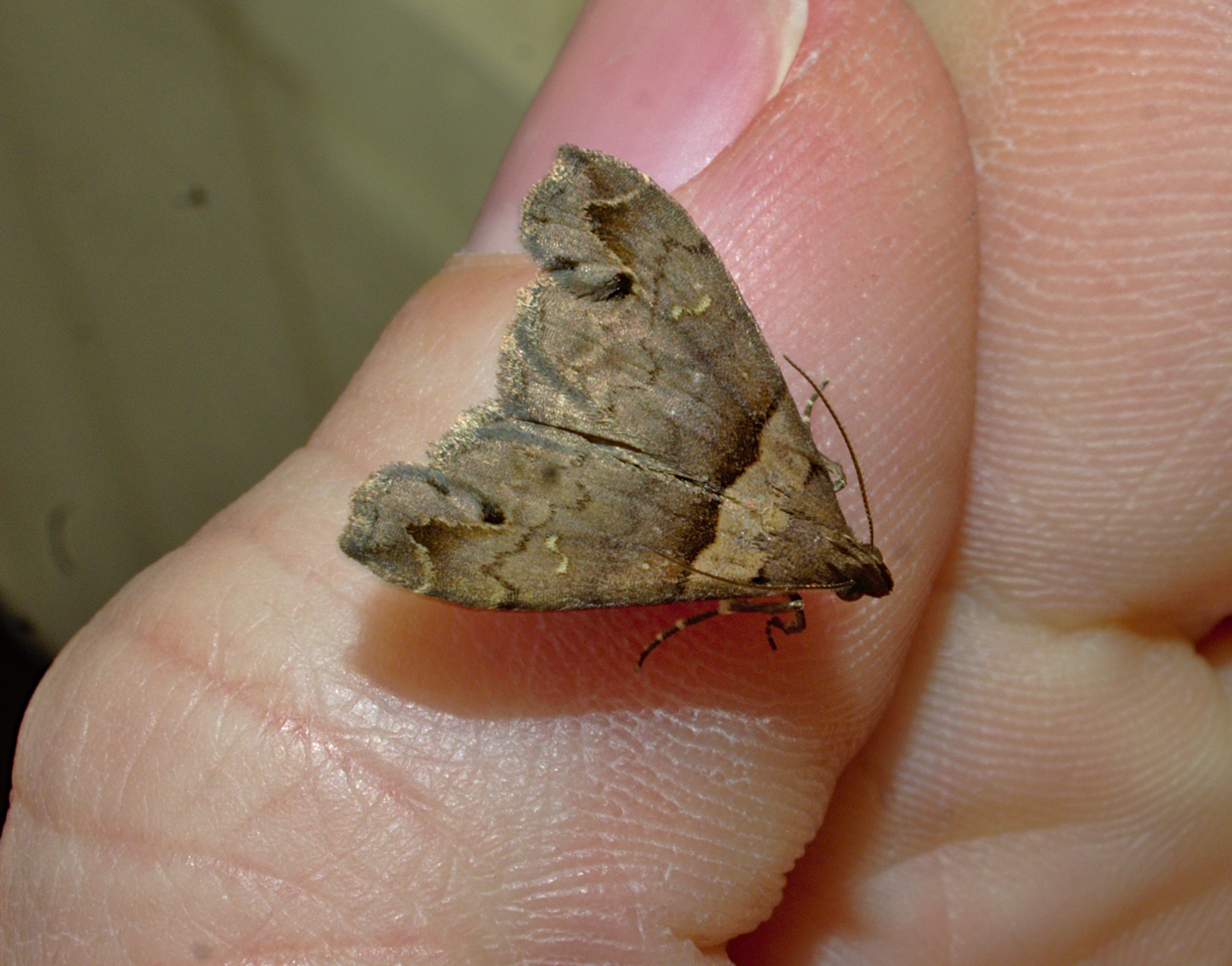 This is a male- the females are more plain_20200320.jpg